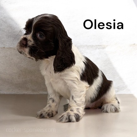 puppy, for, sale, Cocker Spaniel, Joe & Cherri  Overlease, dog, breeder, Miller, MO, dog-breeder, puppy-for-sale, forsale, nearby, find, puppyfind, locator, puppylocator, aca